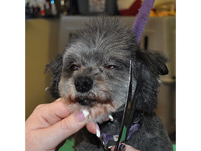 How to Learn the Asian Fusion Pet Grooming Technique